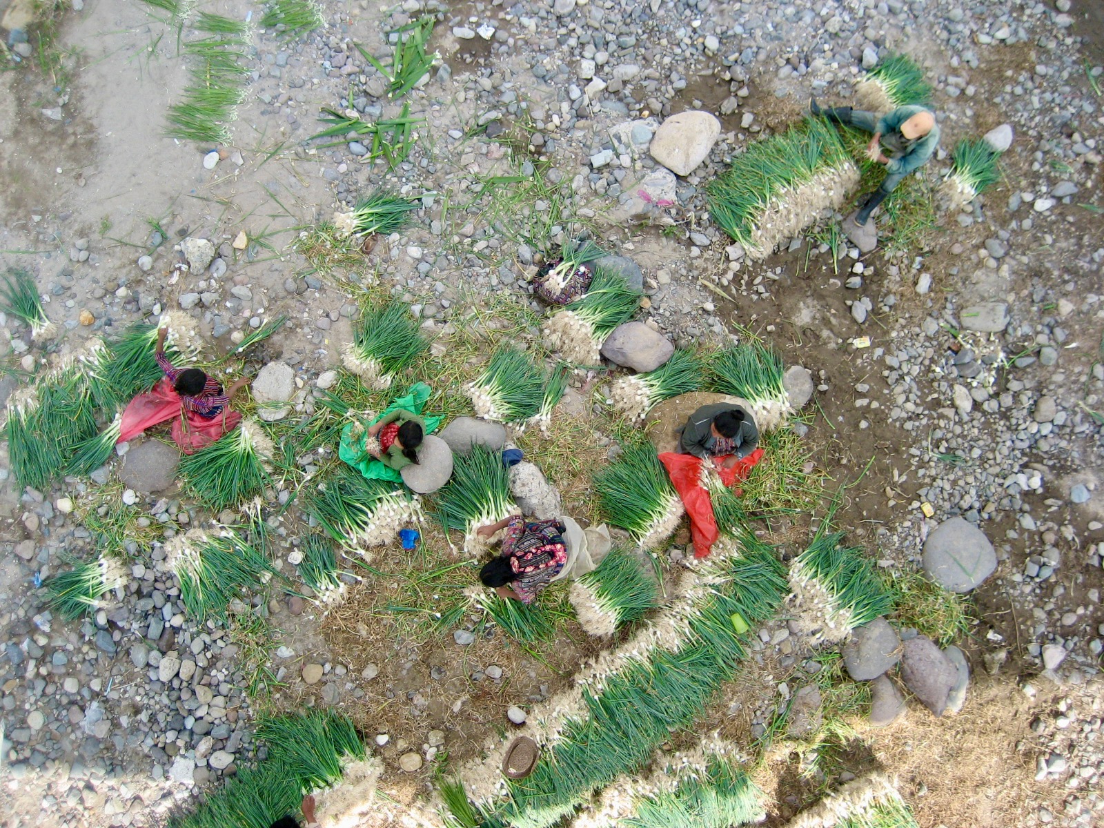Onion growers in Guatemala