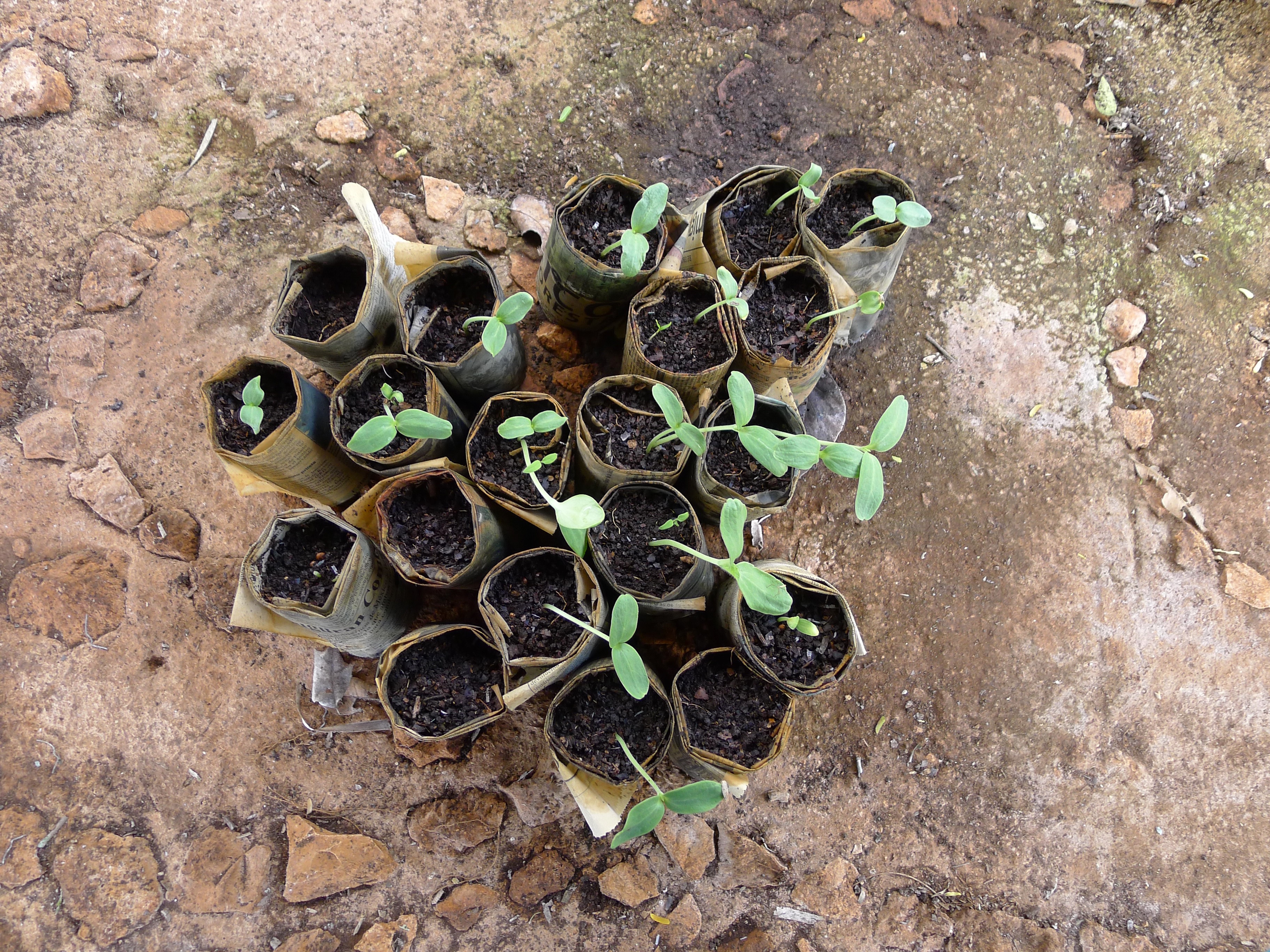 Welcome to the Polyculture Research Blog