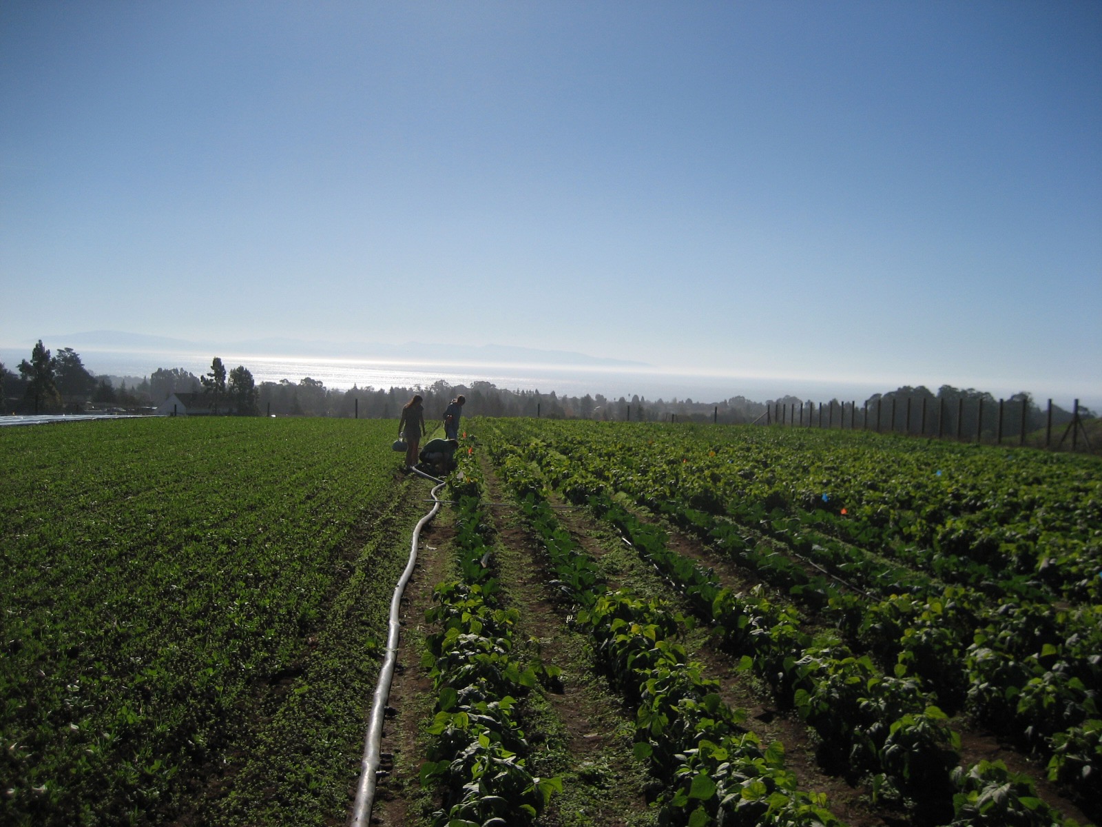 Field overlooking Monterey Bay